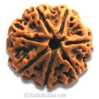 seven faced rudraksaha